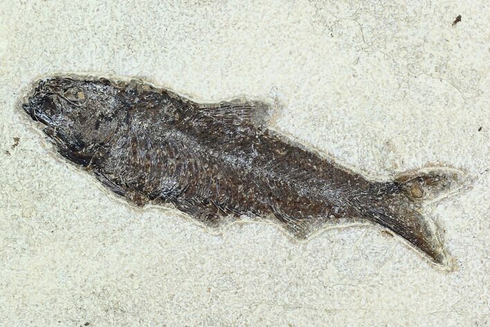 Fossil Fish (Knightia) - Green River Formation #126187